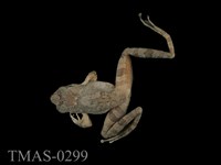 藏品(艾氏樹蛙)的圖片